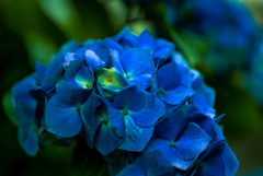 七月の紫陽花