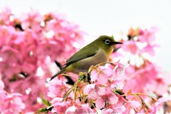 河津桜とめじろ