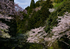 桜吹雪！