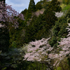 桜吹雪！