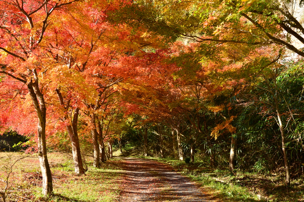 紅葉の路