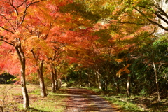 紅葉の路
