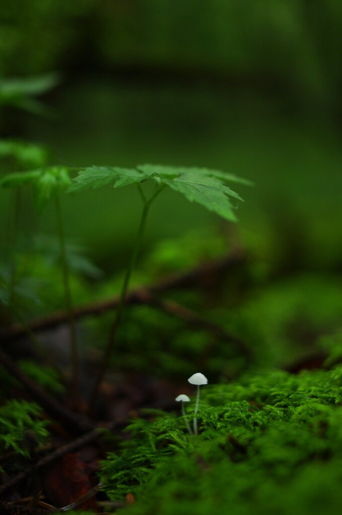 きのこの雨宿り
