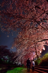 桜を見に