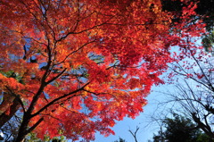 興禅院の紅葉