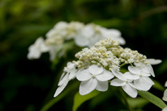 3S5A0536
