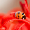 曼殊沙華とテントウ虫