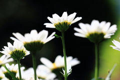 輝く春の花