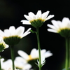 輝く春の花