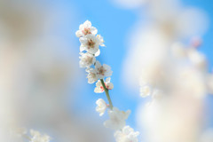 心待ちにしていた春