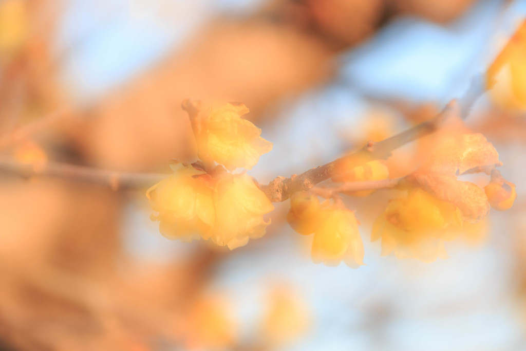 夕陽をあびる蝋梅