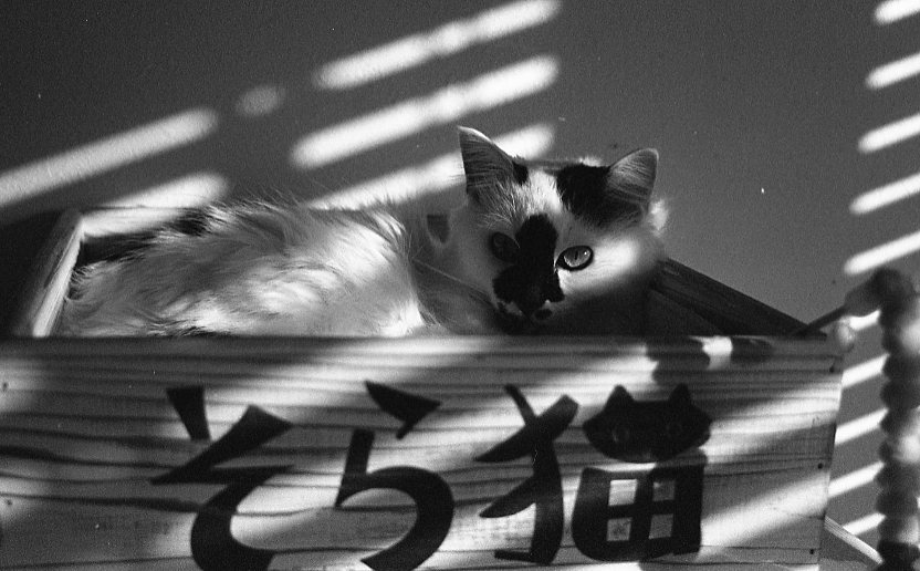 白黒ネコ