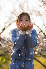 花びらふぅ～