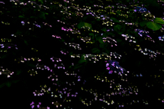 紫陽花・・・１