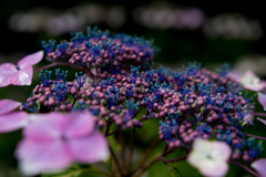 紫陽花・・・２
