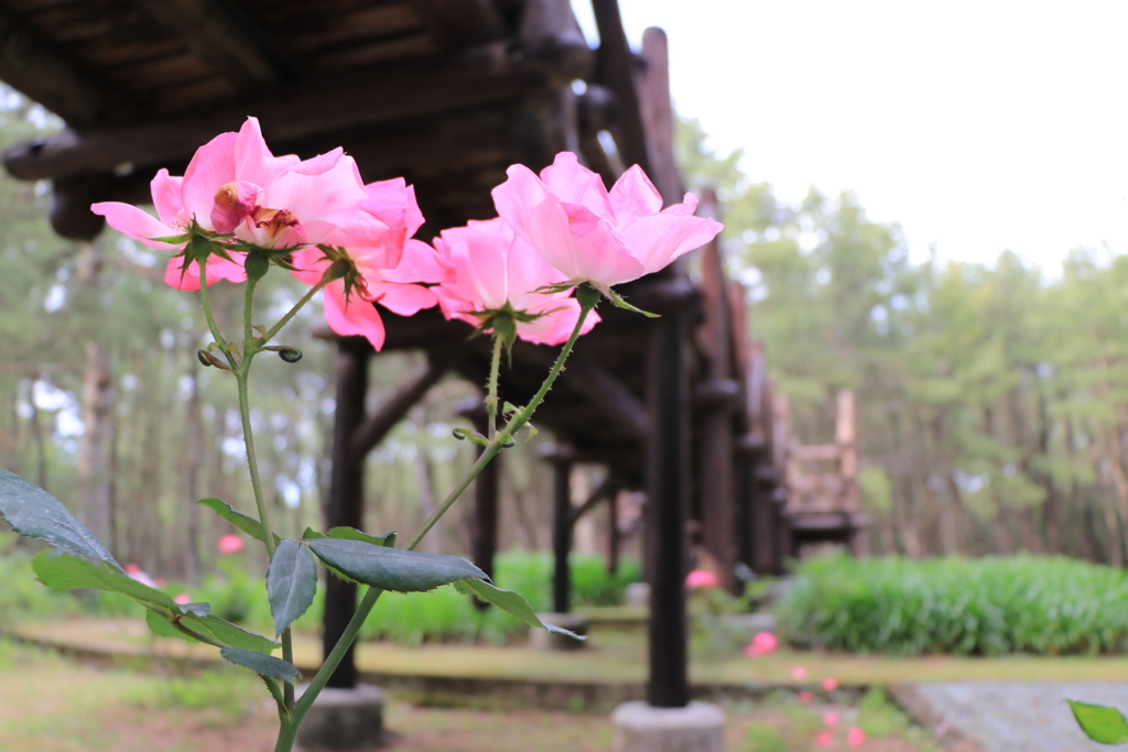 とある橋の下の花