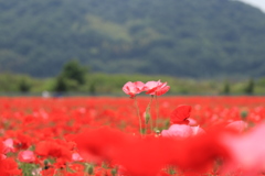笠岡ベイファーム