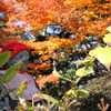 紅く染まる高尾山