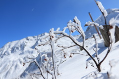  冠雪の立山