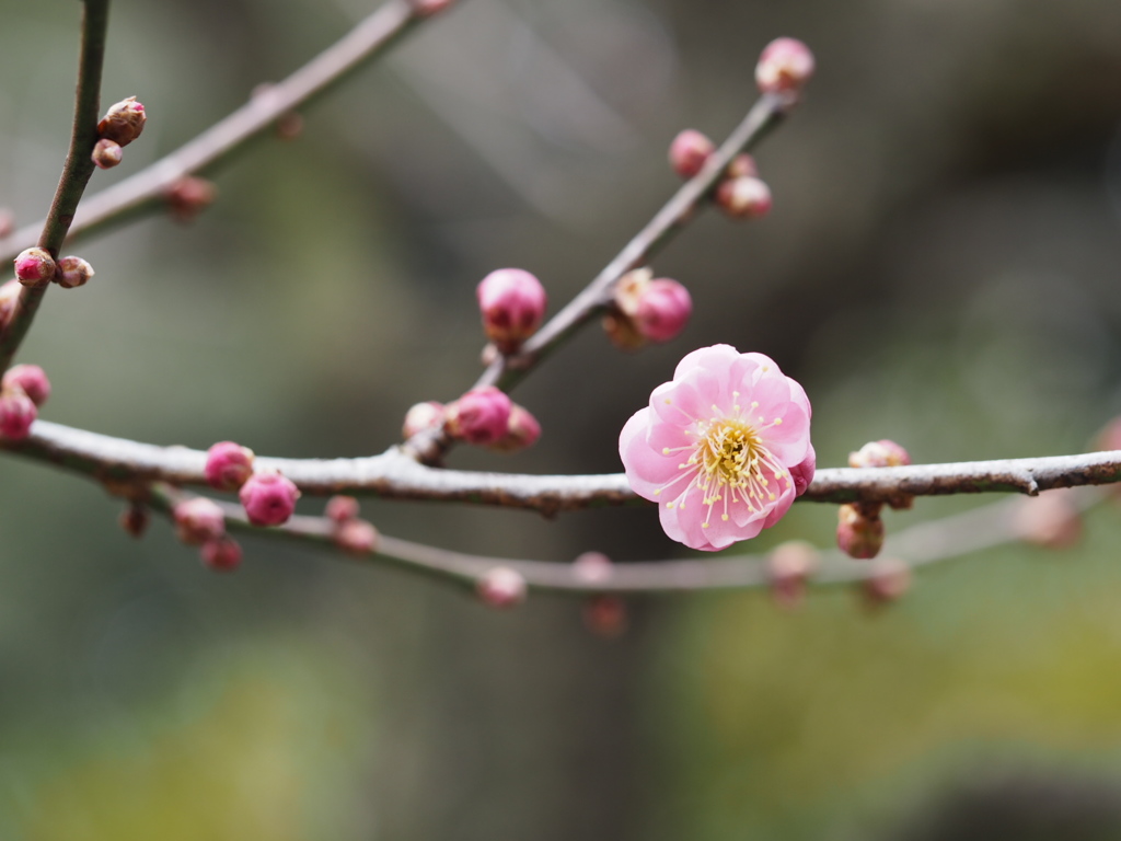 ちょっとお先に