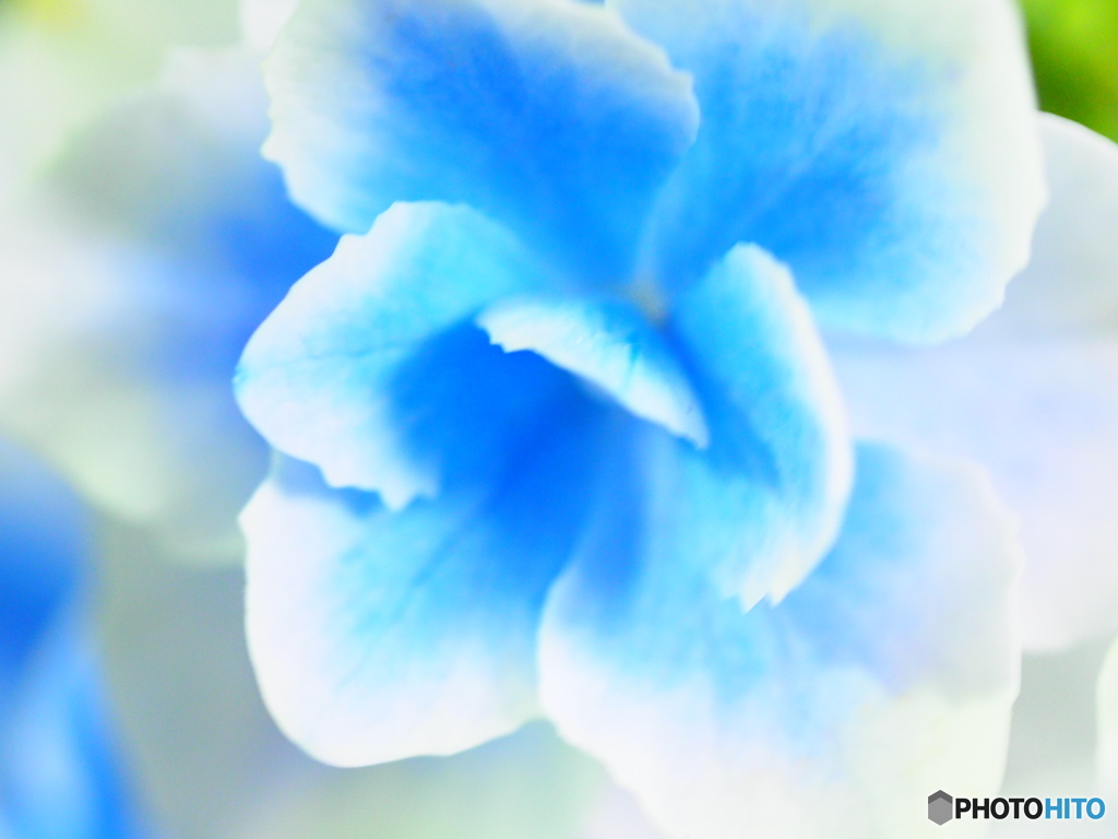 青い花って綺麗だよねーそのに By 白衣のペ天使 Id 写真共有サイト Photohito