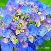 黄色と紫と青と