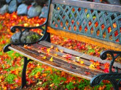 紅葉ベンチそのいち