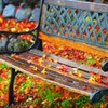 紅葉ベンチそのいち