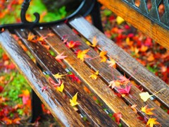 紅葉ベンチそのに