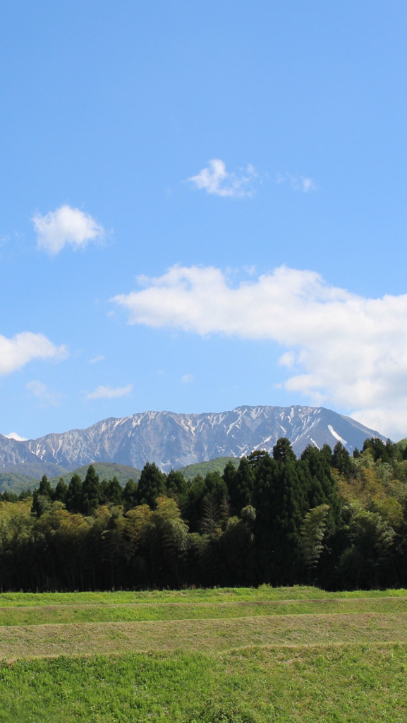 新緑の大山