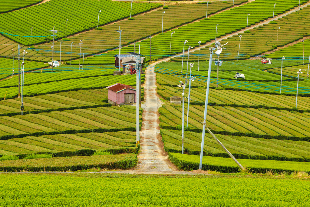 八女市中央大茶園