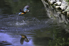 狩終えて 水面に映る 翡翠君