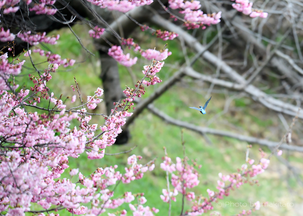 杜のフィッシャー「桜咲く木立を抜けて」