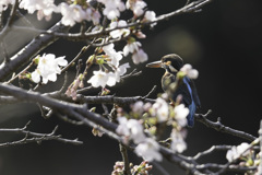 桜咲く 春の夕陽を 浴びながら