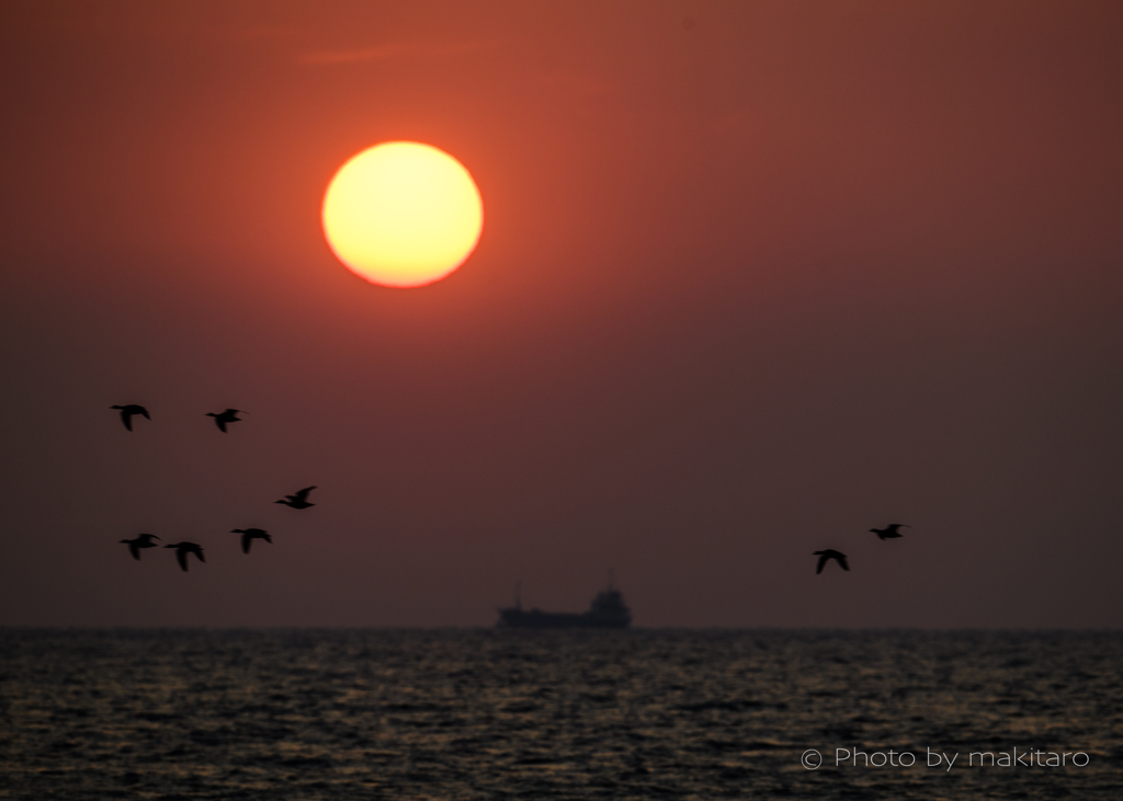 瀬戸の夕陽「帰巣」