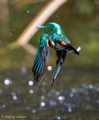 杜のキングフィッシャー