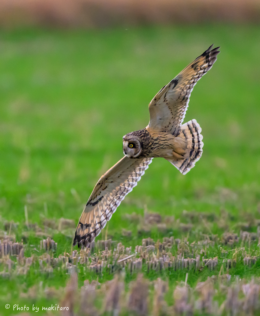 お〜い、コミミン