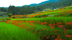 江里山の棚田