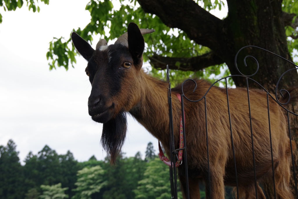 赤城クローネンベルク