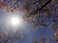 サンサン桜