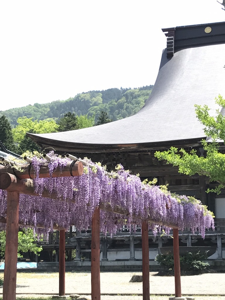 藤の花