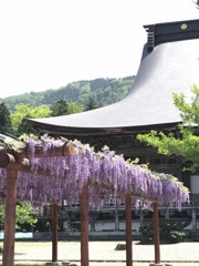 藤の花