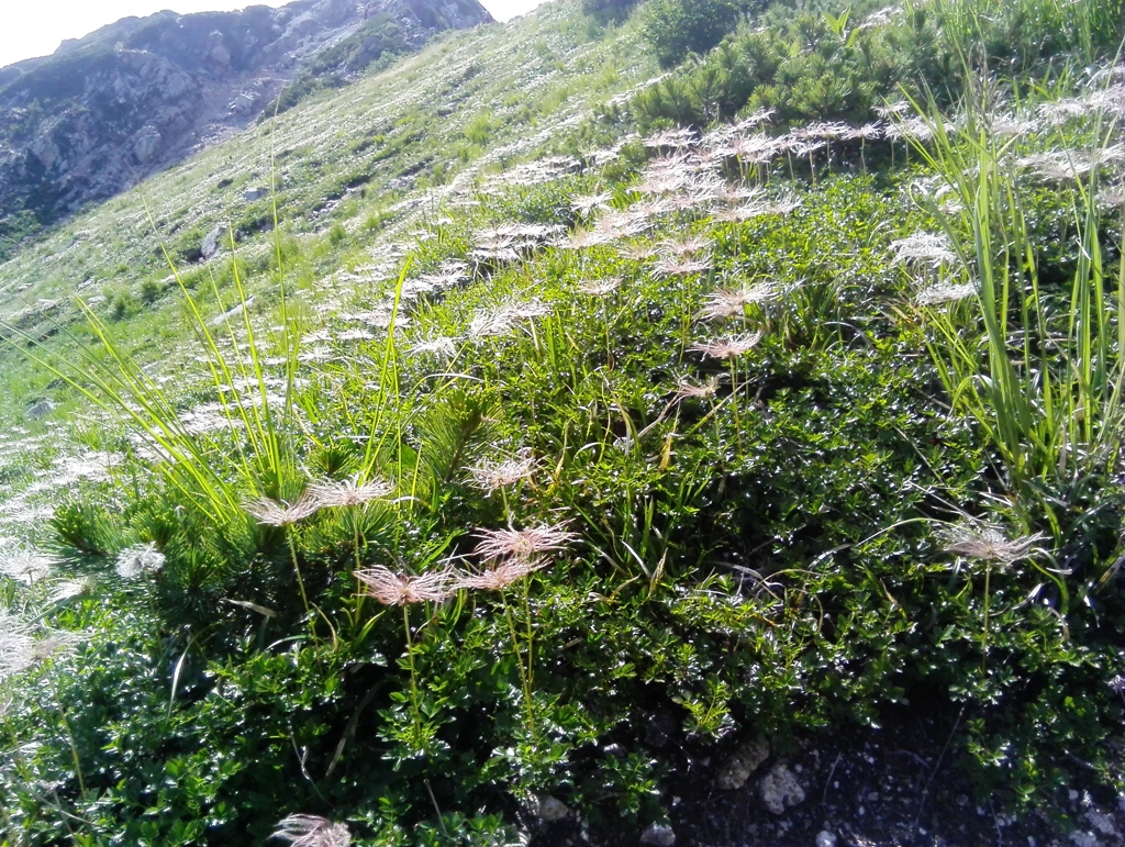ちんぐるま　花のあと