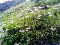ちんぐるま　花のあと