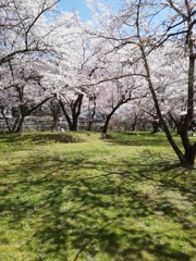 桜　そして陰さくら