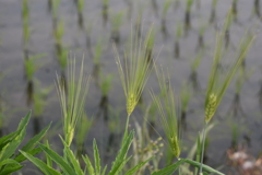 田んぼの片隅にムギ