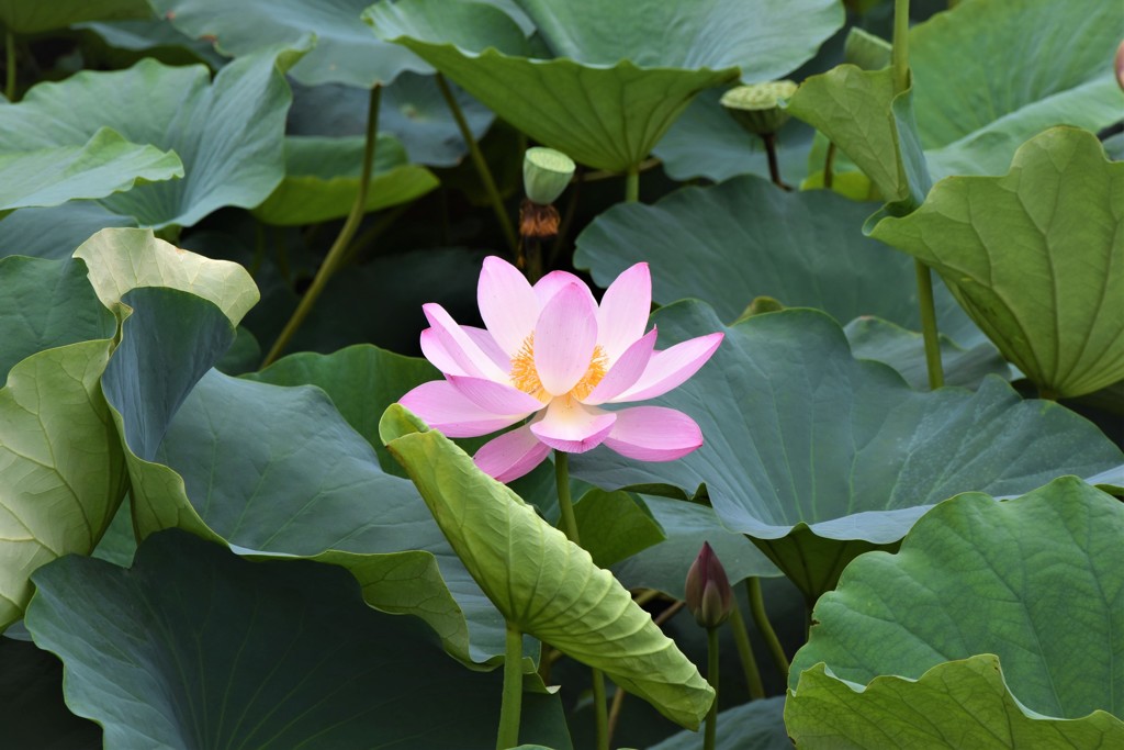 善光寺　蓮の花♫