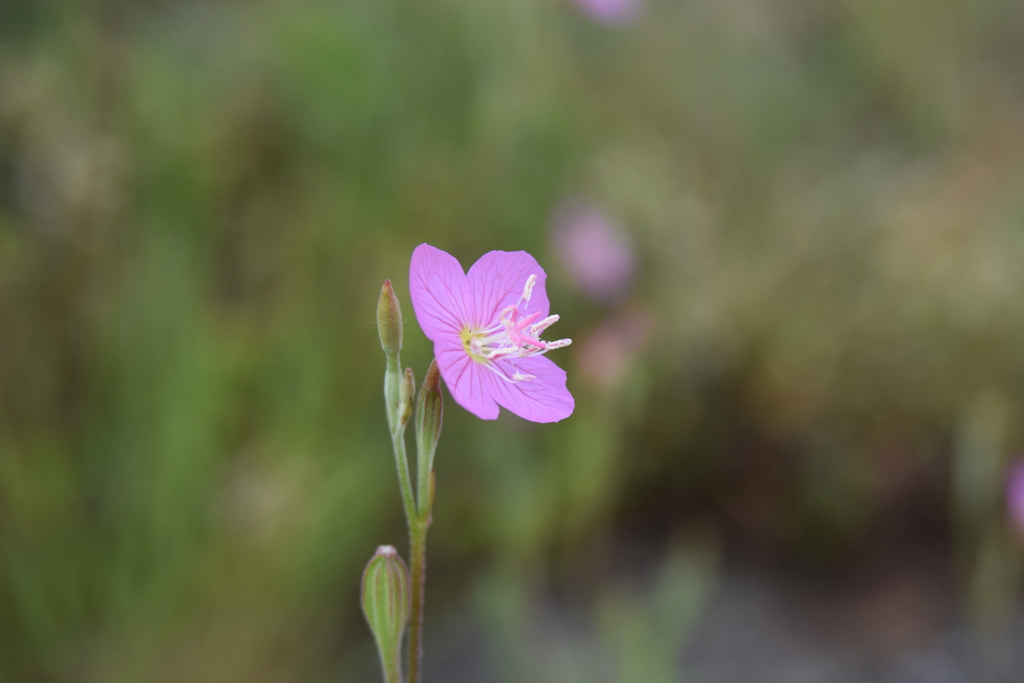 野に咲く花