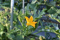 かぼちゃのはな