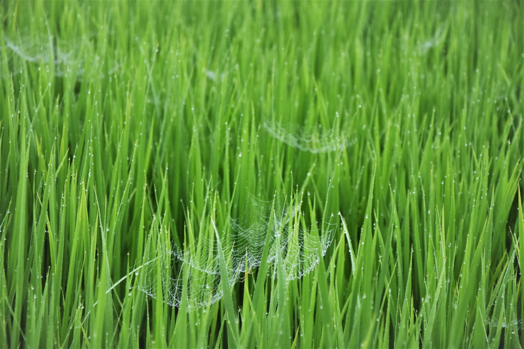 稲　朝つゆ　蜘蛛の巣